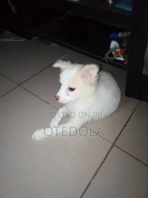 1-3 months Female Mixed Breed Japanese Spitz