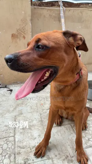 1+ year Female Mixed Breed Boerboel