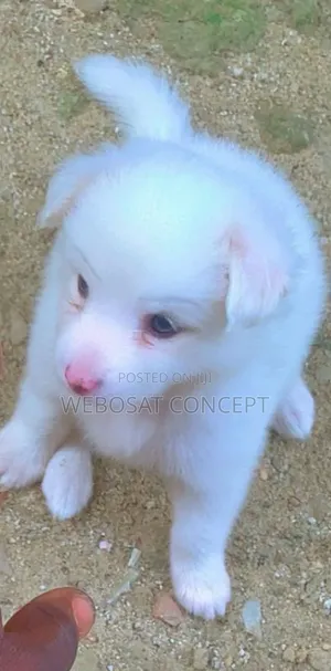 1-3 months Female Purebred American Eskimo