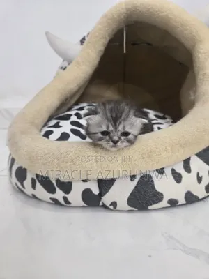 0-1 month Male Purebred Persian