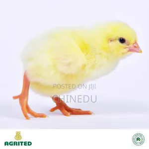 Agrited Day Old