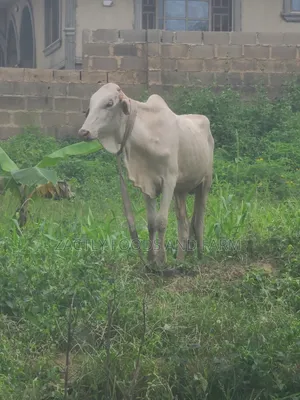 Cow/Cattle
