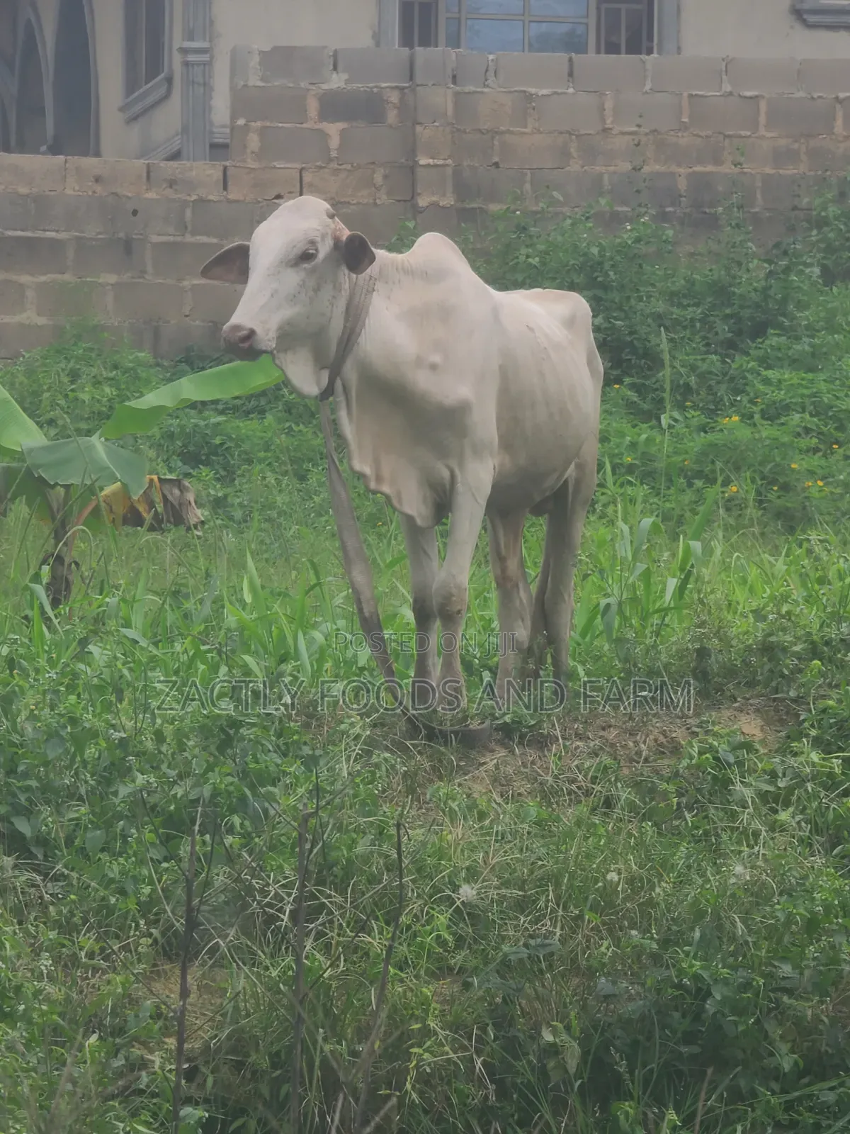 Cow/Cattle