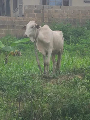 Cow/Cattle