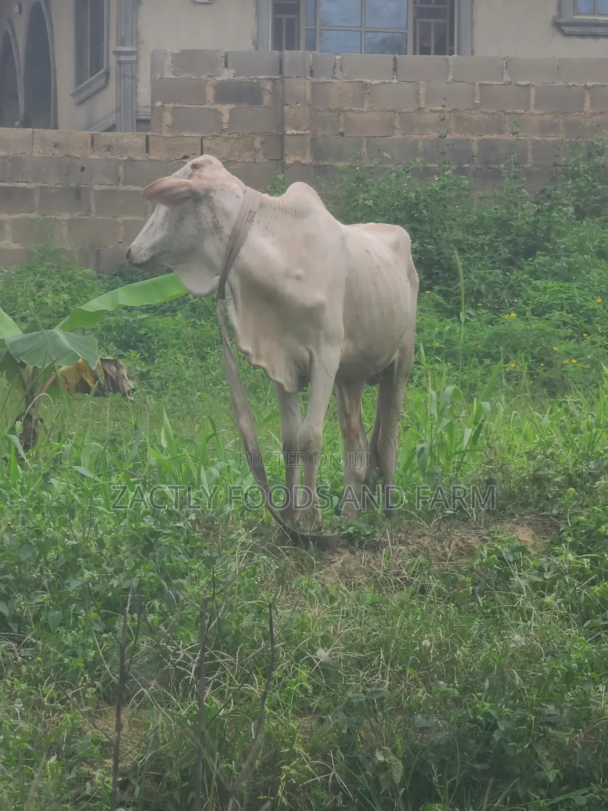 Cow/Cattle