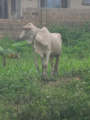 Cow/Cattle