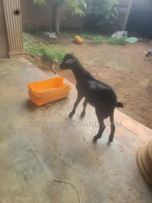 Goats as Seen