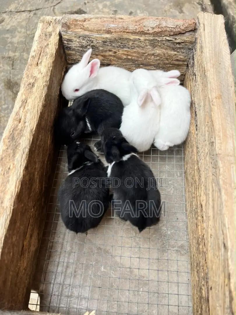 Pet Bunnies/Rabbits