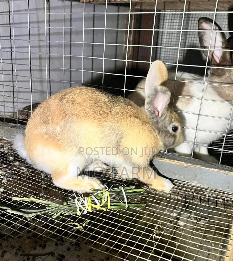 Pet Bunnies/Rabbits