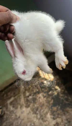 Pet Bunnies/Rabbits