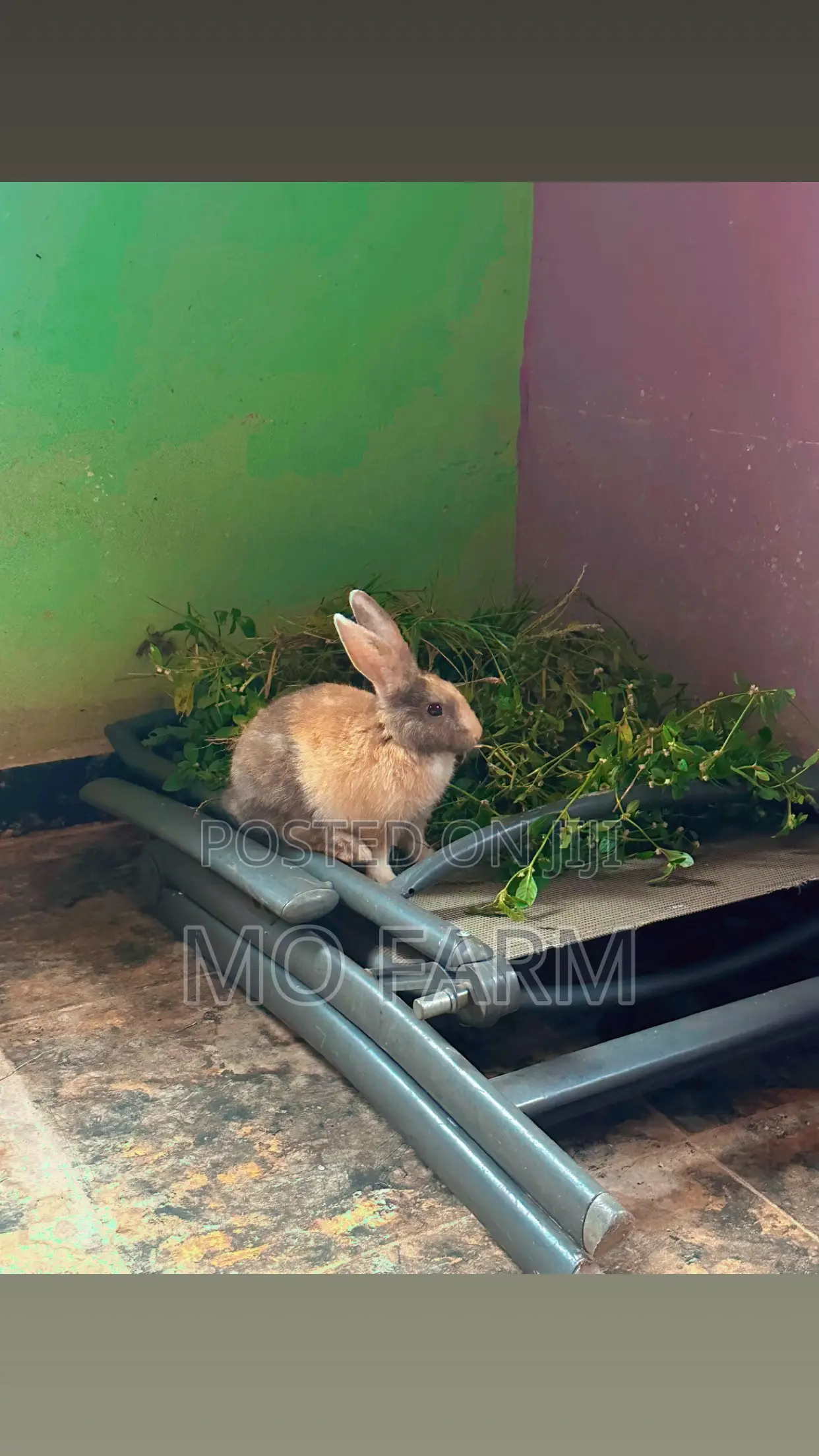 Pet Bunnies/Rabbits