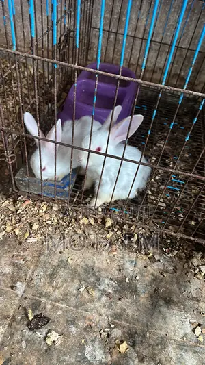 Pet Bunnies/Rabbits