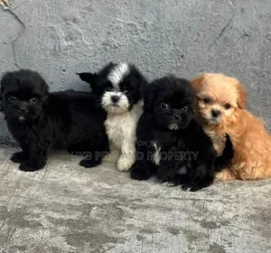 1-3 months Female Purebred Lhasa Apso