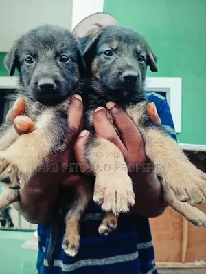 1-3 months Male Purebred German Shepherd