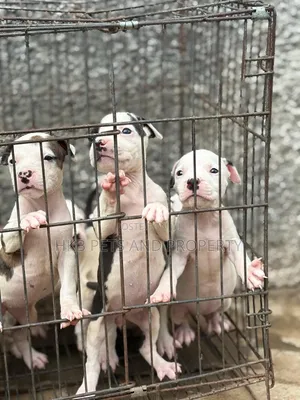 1-3 months Female Purebred American Pit Bull Terrier