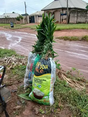 Hybrid Tenera Palm Seedlings