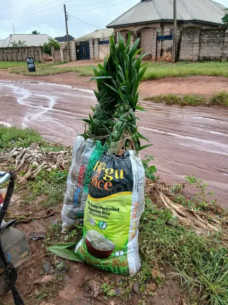 Hybrid Tenera Palm Seedlings
