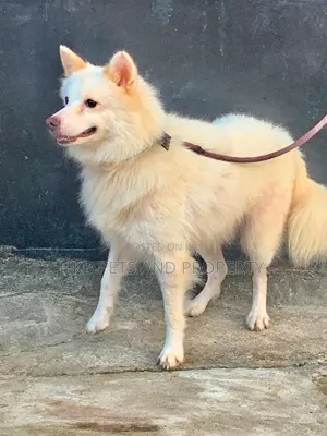 6-12 months Male Purebred American Eskimo