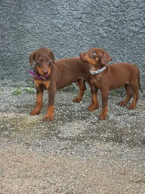 1-3 months Female Purebred Doberman Pinscher