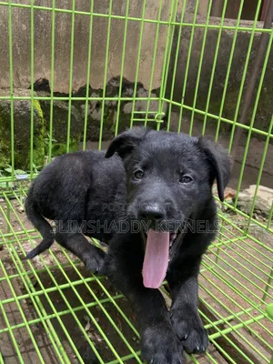 1-3 months Female Purebred German Shepherd