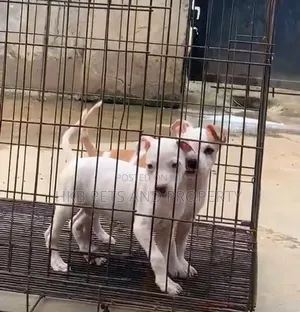 1-3 months Male Purebred American Pit Bull Terrier