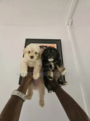 1-3 months Female Purebred Lhasa Apso