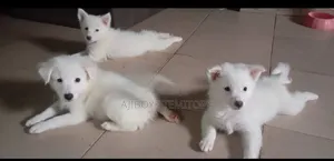 1-3 months Female Purebred American Eskimo
