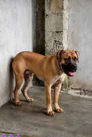 6-12 months Male Purebred Boerboel