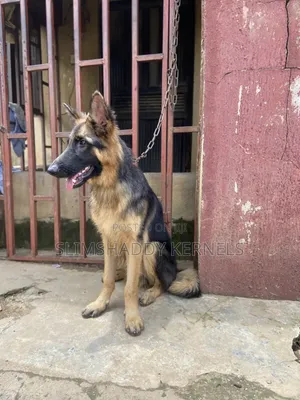 3-6 months Male Purebred German Shepherd