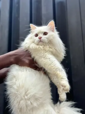 6-12 months Male Purebred Persian