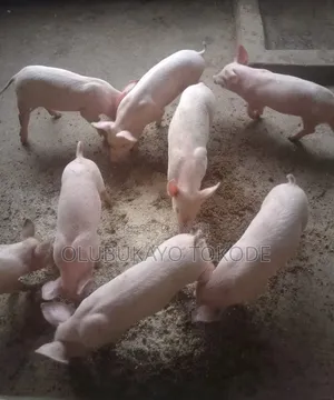Pigs for Sale (Growers)