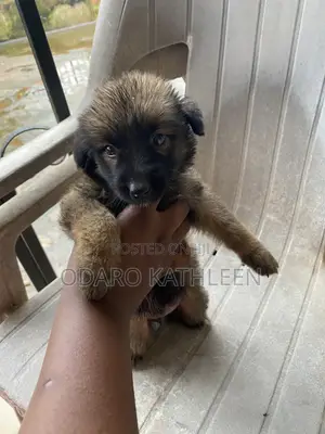 1-3 months Female Purebred German Shepherd