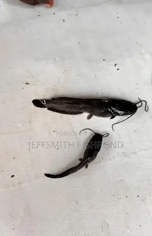 Catfish Fingerlings Juveniles