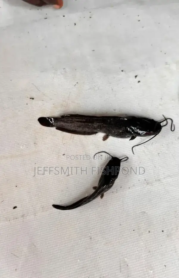 Catfish Fingerlings Juveniles