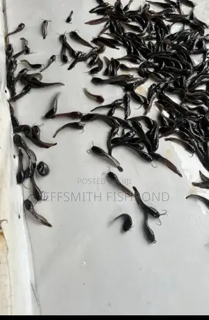 Catfish Fingerlings Juveniles