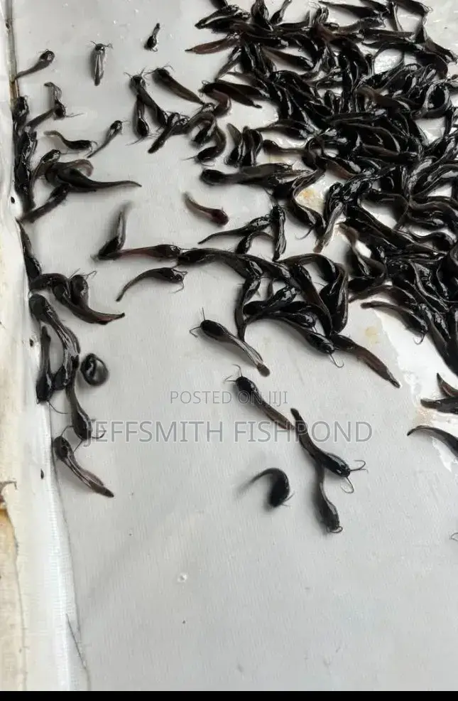 Catfish Fingerlings Juveniles