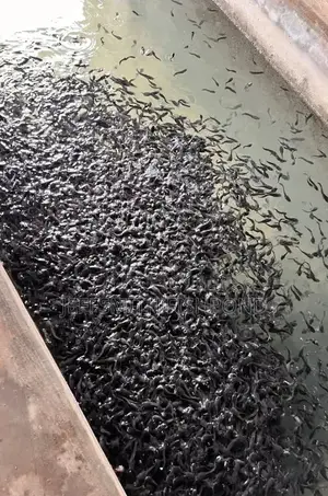 Catfish Fingerlings Juveniles