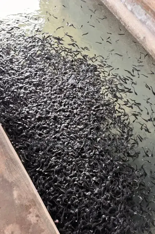 Catfish Fingerlings Juveniles