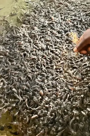 Catfish Fingerlings Juveniles