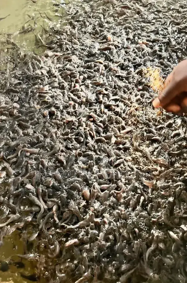 Catfish Fingerlings Juveniles