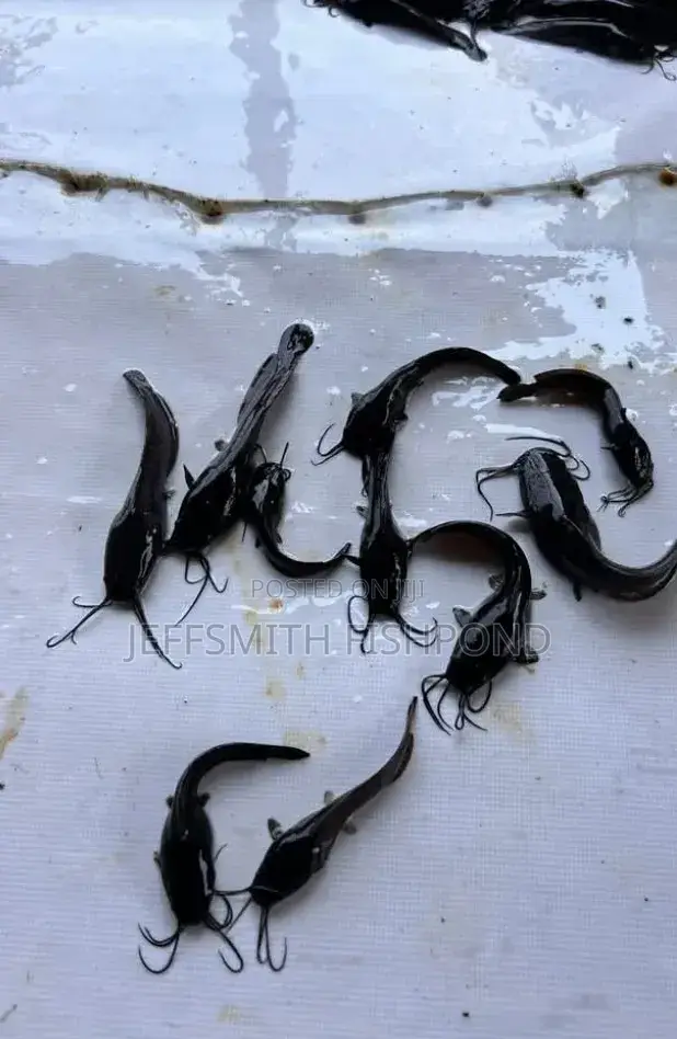 Catfish Fingerlings Juveniles