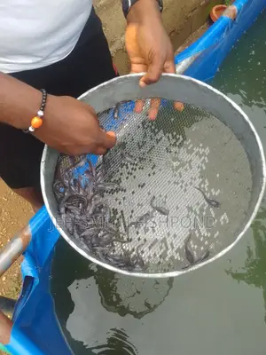 Catfish Fingerlings Juveniles