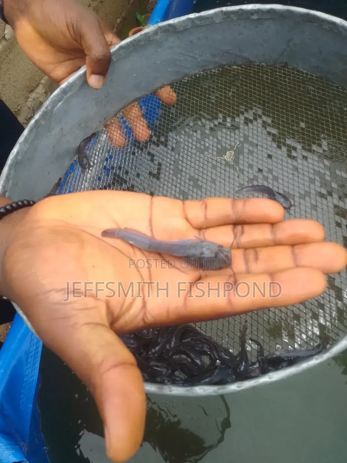 Catfish Fingerlings Juveniles