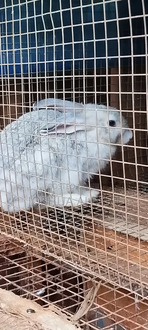 🐇 Healthy & Beautiful Rabbits for Sale! 🐇