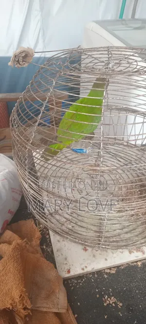 Pet Parrot
