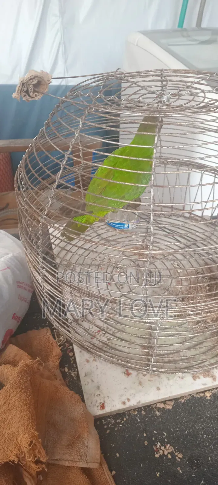 Pet Parrot