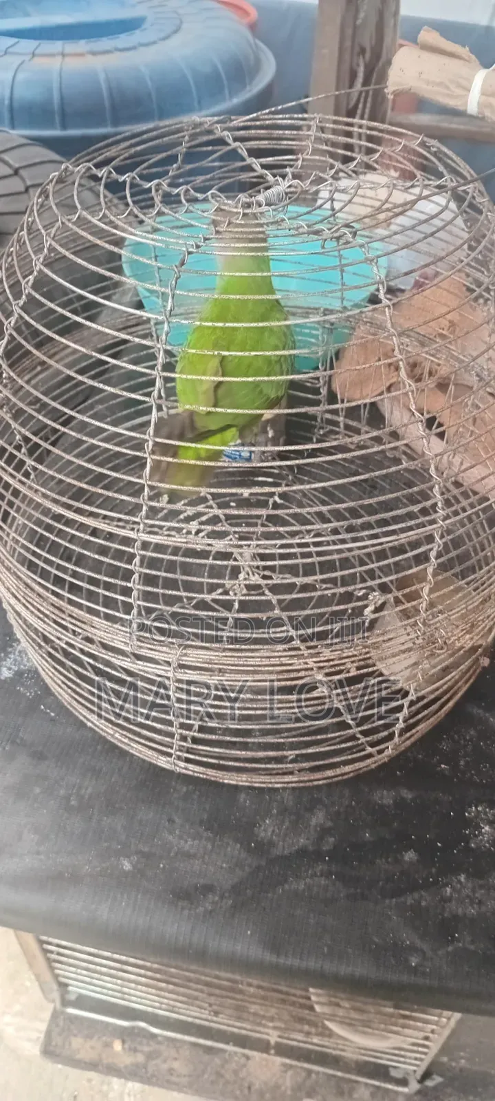 Pet Parrot