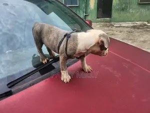 1-3 months Male Purebred American Bully