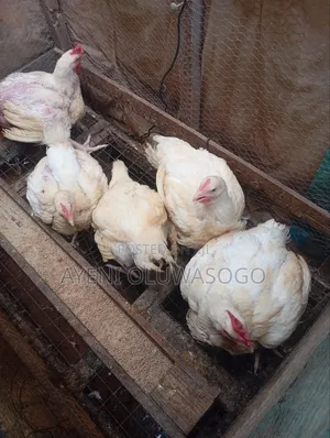 Matured Broiler