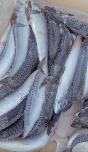 Original Titus Fish